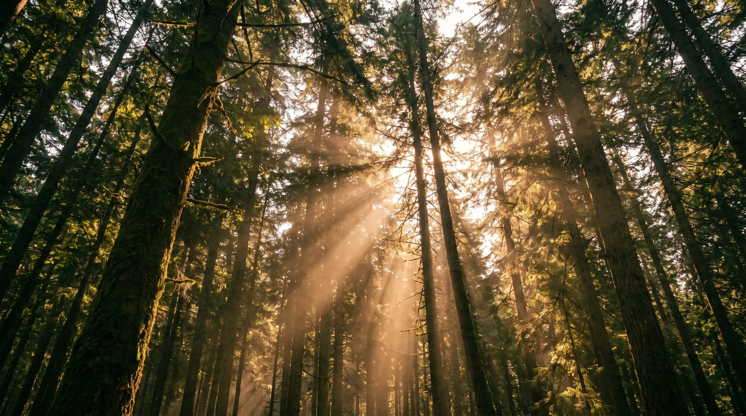 Sunlight breaking through a dense pine forest canopy